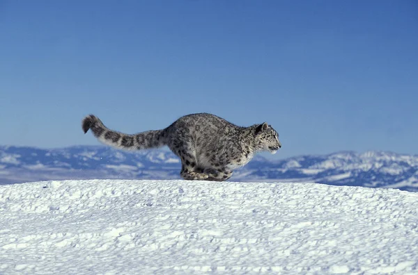 Snow Leopard Lub Ounce Uncia Uncia Dorośli Biegający Śniegu — Zdjęcie stockowe