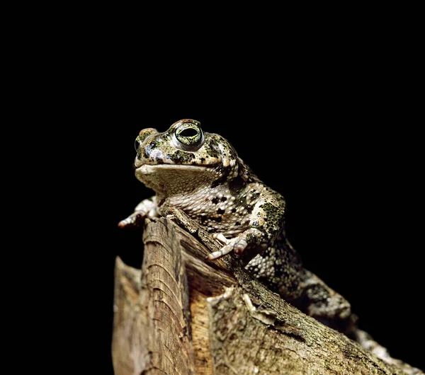 Natterjack Toad Bufo Calamita — Stock Photo, Image