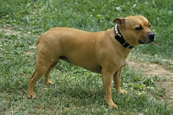 American Staffordshire Terrier Antiguo Estándar Con Orejas Cortadas —  Fotos de Stock