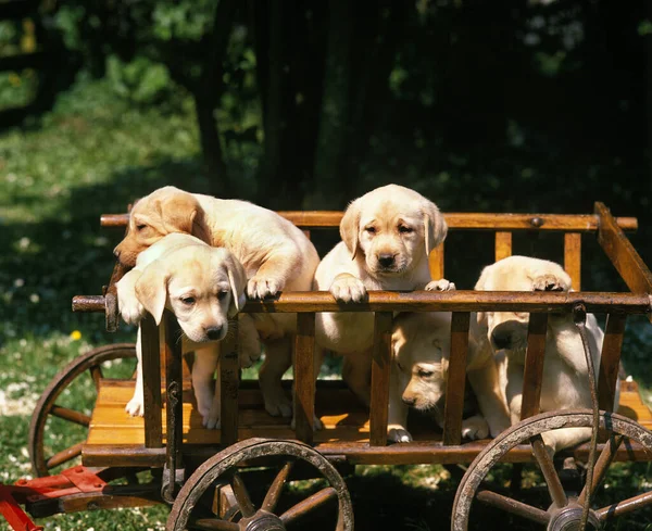 Gele Labrador Retriever Puppies Winkelwagen — Stockfoto