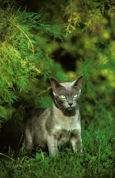 Gato Doméstico Birmanês Azul Grama — Fotografia de Stock