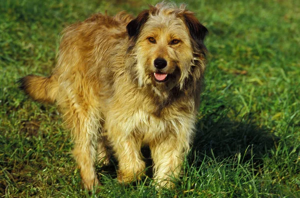 Chien Femelle Debout Sur Herbe — Photo