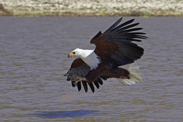 African Fish Eagle Haliaeetus Vocifer Adult Flight Fishing Baringo Lake — Stock Photo, Image