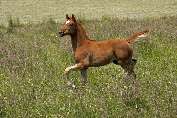 Лошадь Аппалуза Природный Фон — стоковое фото
