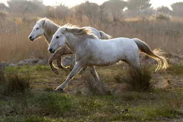 Camargue Horse Saintes Marie Mer Sul França — Fotografia de Stock