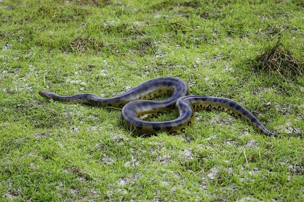 Green Anaconda Eunectes Murinus Los Lianos Venezuela — 스톡 사진