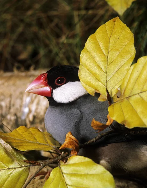 Java Sparrow Padda Oryzivora — Stock Photo, Image