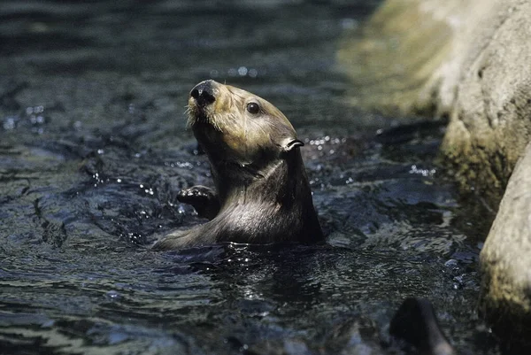 Sea Otter Enhydra Lutris — Stock Photo, Image
