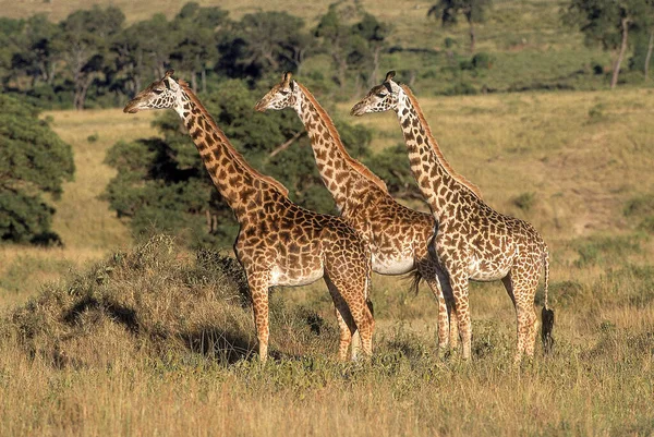 Girafe Masai Girafe Camelopardalis Tippelskirchi Parc Masai Mara Kenya — Photo