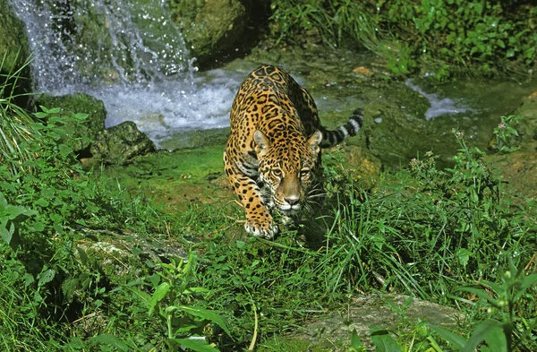 Jaguar Panthera Onca Naturlig Bakgrund — Stockfoto