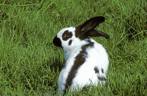 Coelho Doméstico Francês Chamado Geant Papillon Francais — Fotografia de Stock