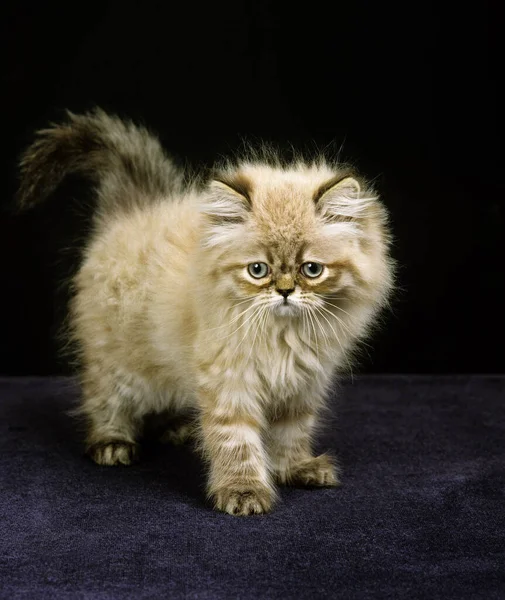 Ponto Vedação Colorido Gato Doméstico Persa Gatinho Contra Fundo Preto — Fotografia de Stock