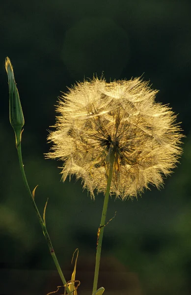 Karahindiba Taraxacum Officinale Doğal Arka Plan — Stok fotoğraf