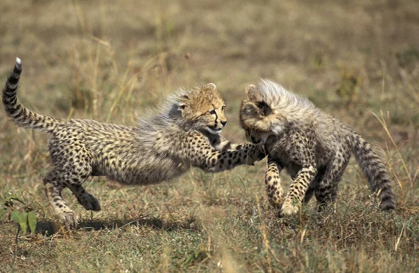 Cheetah Acinonyx Jubatus Cub Tocando Masai Mara Park Quênia — Fotografia de Stock