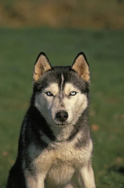 Siberian Husky Dog Porträtt Vuxen — Stockfoto