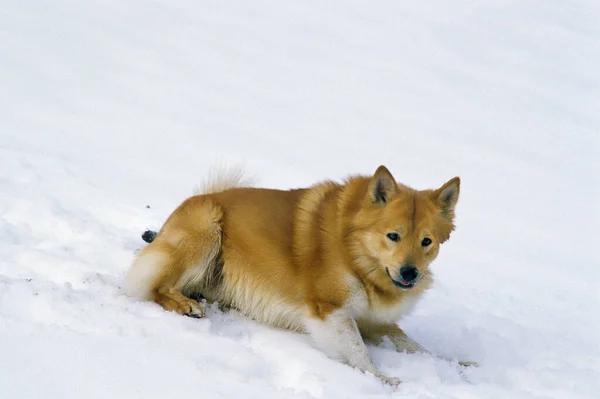 Island Dog Nebo Islandský Ovčák Stojící Sněhu — Stock fotografie