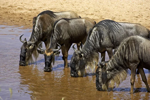 Blue Wildebeest Connochaetes Inrinus Стадо Пьющее Воду Реке Мара Парк — стоковое фото