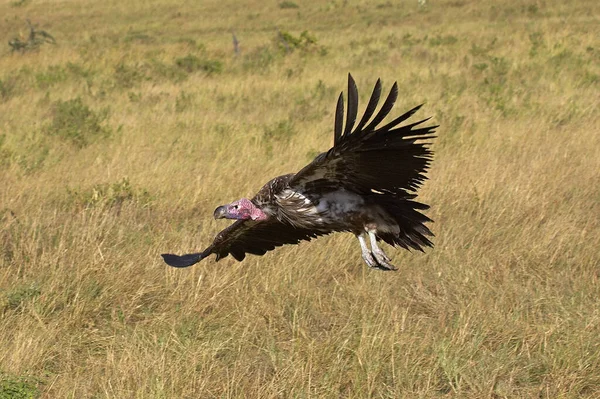 Lappet Faced Vulture Torgos Tracheliotus Masai Mara Kenia — Stockfoto