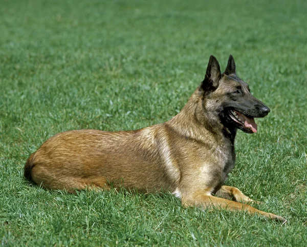 Malinois Belgian Shepherd Dog Laying Grass — Stock Photo, Image