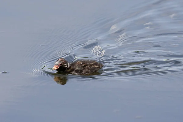 Little Grebe Tachybaptus Ruficollis Chick Pond Normandy — стокове фото