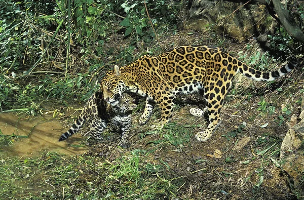 Jaguar Panthera Onca Mother Cub — Stock Photo, Image