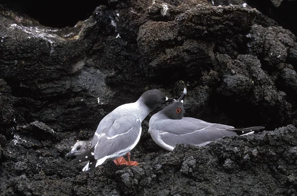 Mewa Łykawa Creagrus Furcatus Para Zachowanie Zalotów Wyspy Galapagos — Zdjęcie stockowe