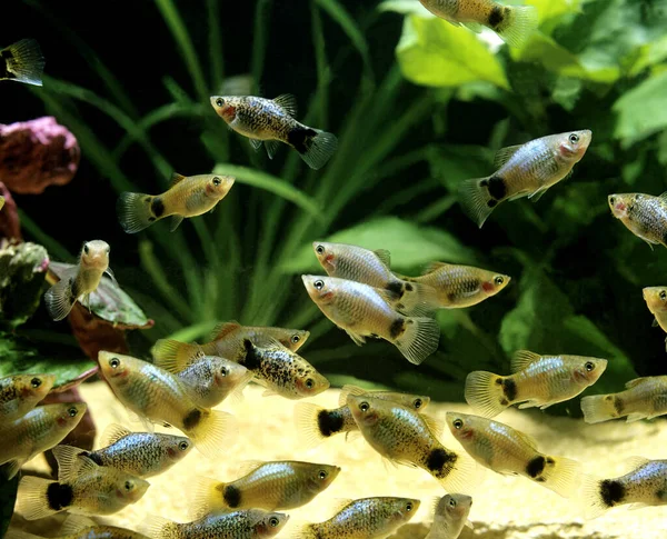 Papagei Platy Xiphophorus Variatus — Stockfoto