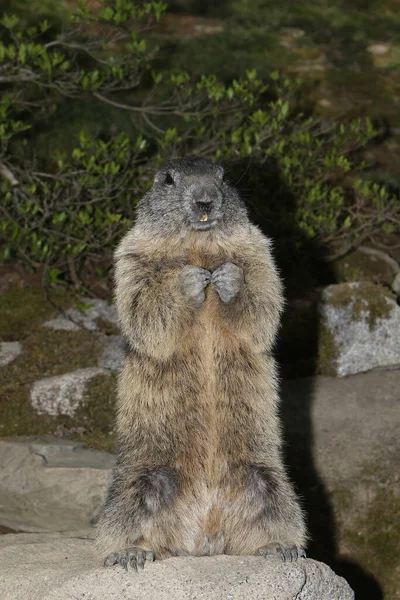 Alpine Marmot Marmota Marmota Volwassene Rotsen Frankrijk — Stockfoto