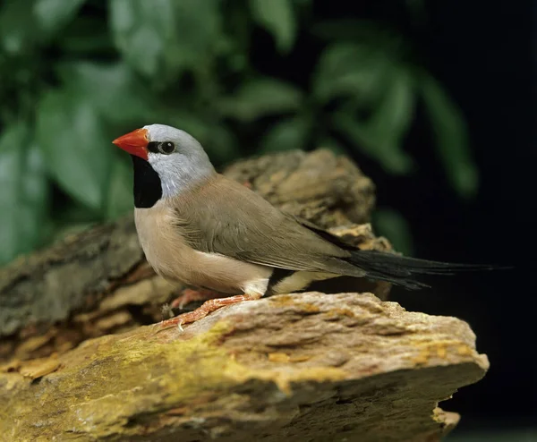 Black Throated Finch Poephila Cincta — Stock Photo, Image