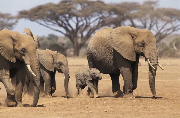 Африканский Слон Loxodonta Africana Стадо Матерью Детьми Парк Масаи Мара — стоковое фото