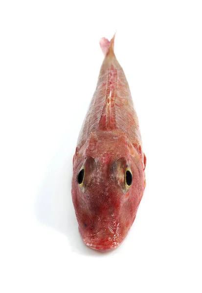 Roter Knurrhahn Trigla Cuculus Frischer Fisch Vor Weißem Hintergrund — Stockfoto