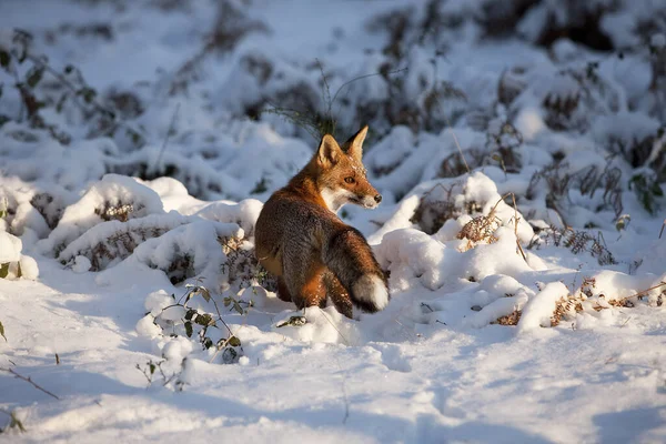 Zorro Rojo Vulpes Vulpes Adultos Pie Nieve Normandía — Foto de Stock