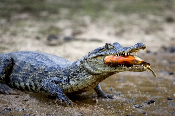 Caiman Espetacular Crocodilo Caiman Peixes Adultos Comendo Los Lianos Venezuela — Fotografia de Stock