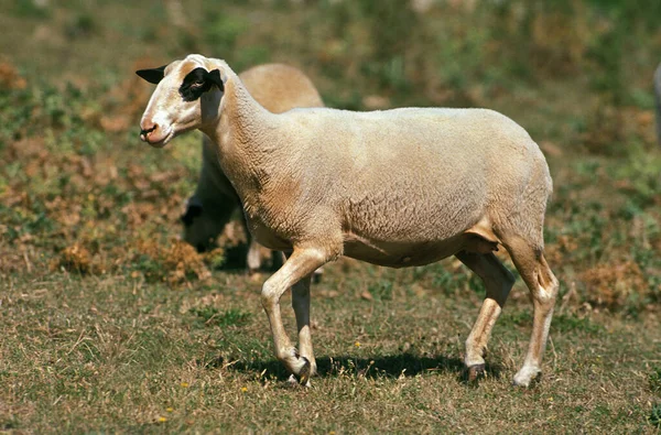 Causses Lot Domestic Sheep French Breed — стокове фото