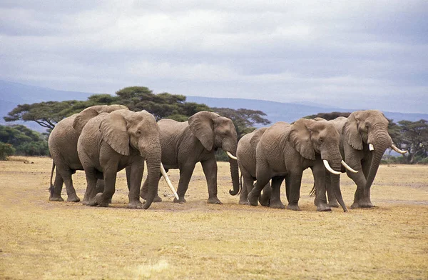 Африканский Слон Loxodonta Africana Herd Парке Масаи Мара Кении — стоковое фото