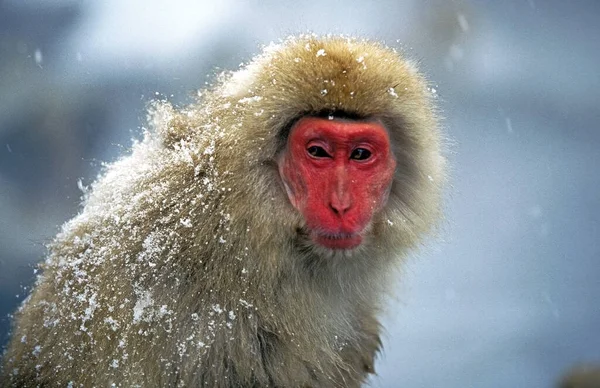 Japon Macaque Macaca Fuscata Japonya Daki Hokkaido Adası — Stok fotoğraf