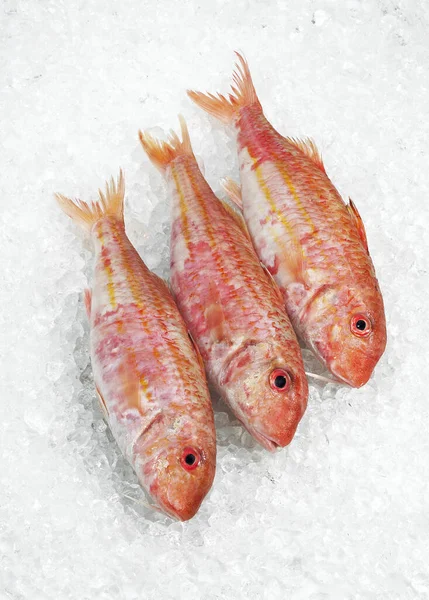 Red Mullet Mullus Surmuletus Fresh Fishes Ice — Stock Photo, Image