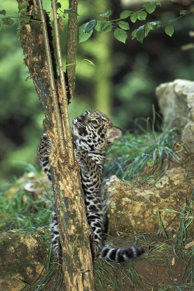 Jaguar Panthera Onca Louveteau Debout Sur Les Pattes Arrière Jouer — Photo