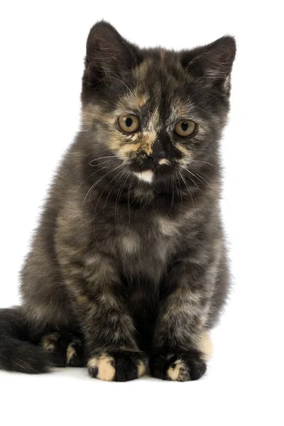 Black Tortoise Shell British Domestic Cat Months Old Kitten — стокове фото