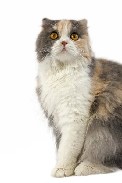 Blue Cream White Highland Fold Domestic Cat Female — Stock Photo, Image