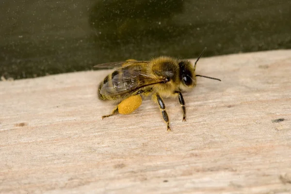 Honingbij Apis Mellifera Volwassen Met Pollenmanden Bijenkorf Normandië — Stockfoto