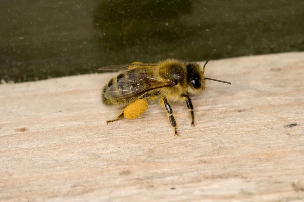 Abeille Domestique Apis Mellifera Adulte Avec Paniers Pollen Ruche Abeille — Photo