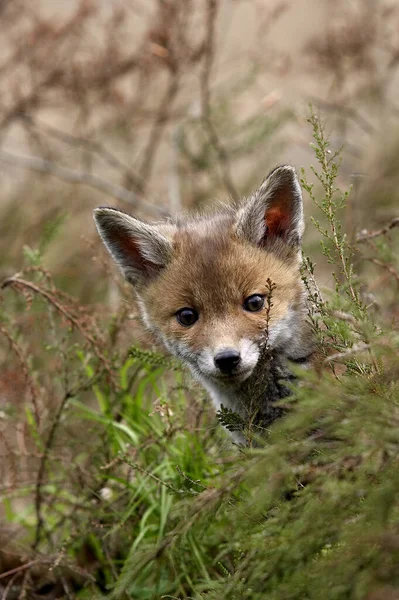 Baby Red Fox Vulpes Vulpes Normady — Fotografia de Stock