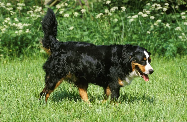 Bernese Mountain Dog Fondo Natural —  Fotos de Stock