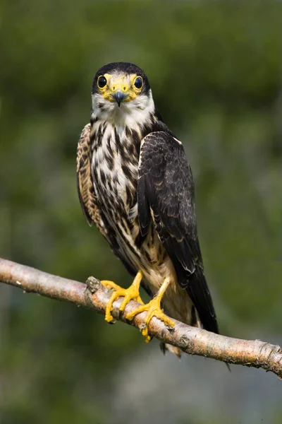 Eurasian Hobby Falco Subbuteo Adult Standing Branch Normandy — Stock fotografie