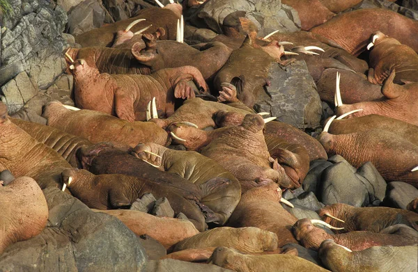 Walrus Odobenus Rosmarus Colónia Island Alasca — Fotografia de Stock