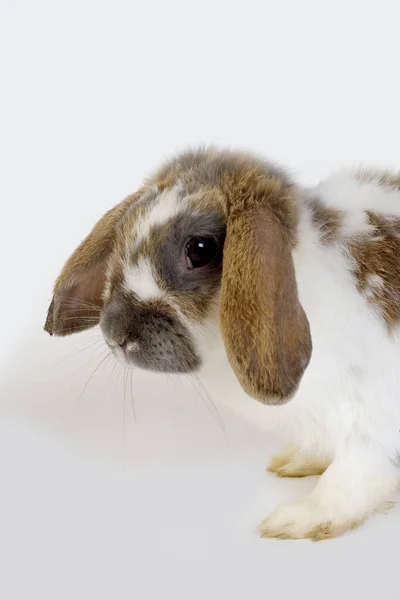 Lop Eared Domestic Rabbit Белом Фоне — стоковое фото