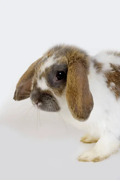 Schlappohr Kaninchen Vor Weißem Hintergrund — Stockfoto