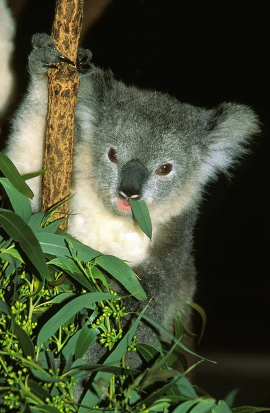 Koala Phascolarctos Cinereus Vuxenätande Blad Eukalyptus — Stockfoto