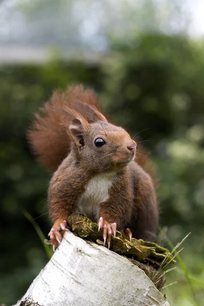 Rotes Eichhörnchen Sciurus Vulgaris Steht Auf Stumpf Normandie — Stockfoto